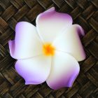 Blüten Kunstblumen Lilawadee Rachawadee Violett-Weiß 6 Stück