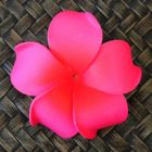 Blüten Kunstblumen Lilawadee Rachawadee weinrot 6 Stück