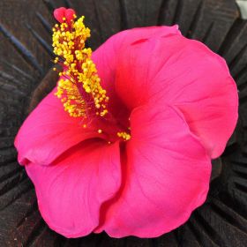 Flowers artificial hibiscus red