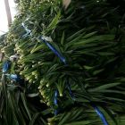 Herbal tea pandanus leaves green 100g