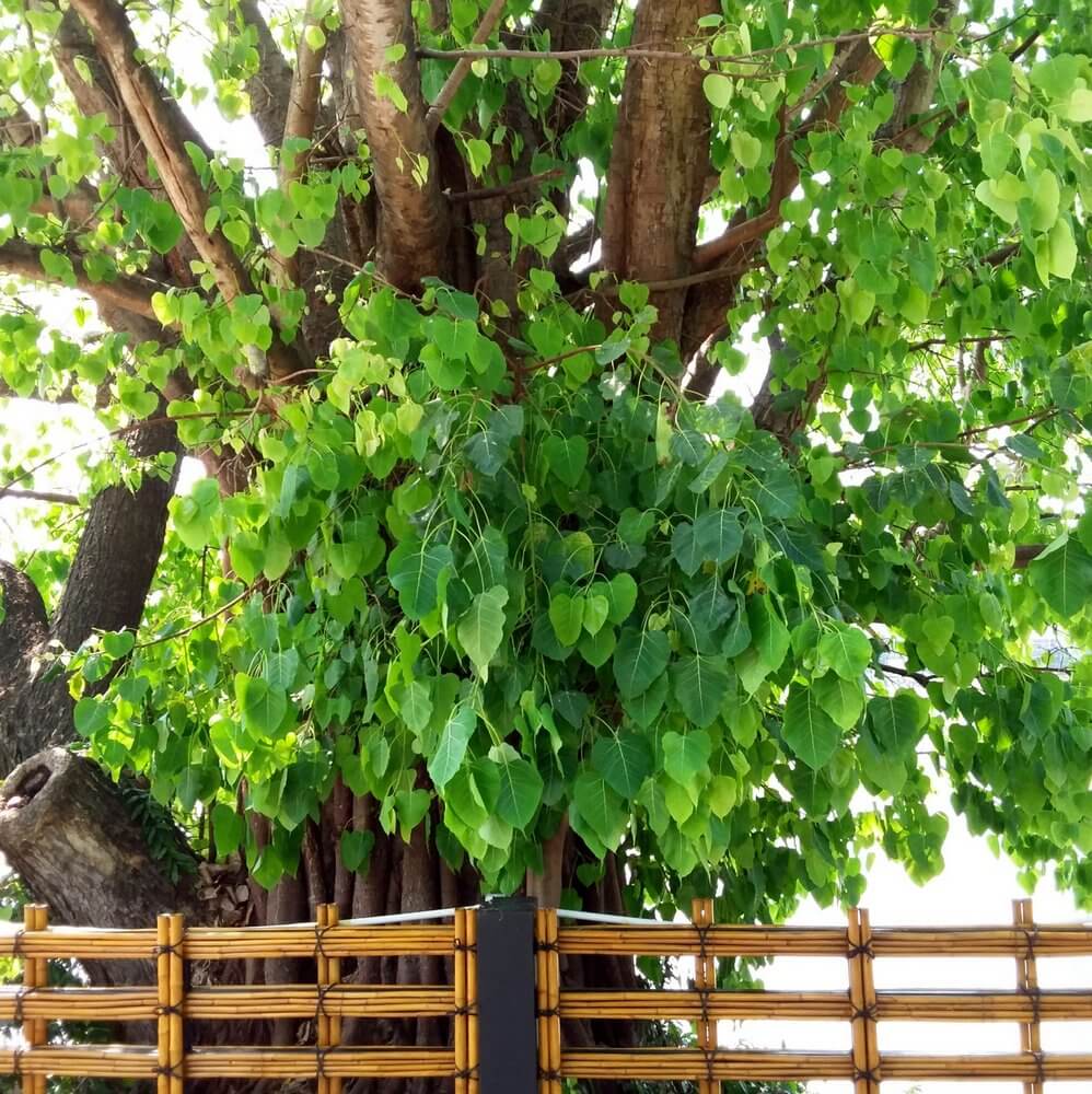 Bodhi Baum in Thailand - der Buddha Baum