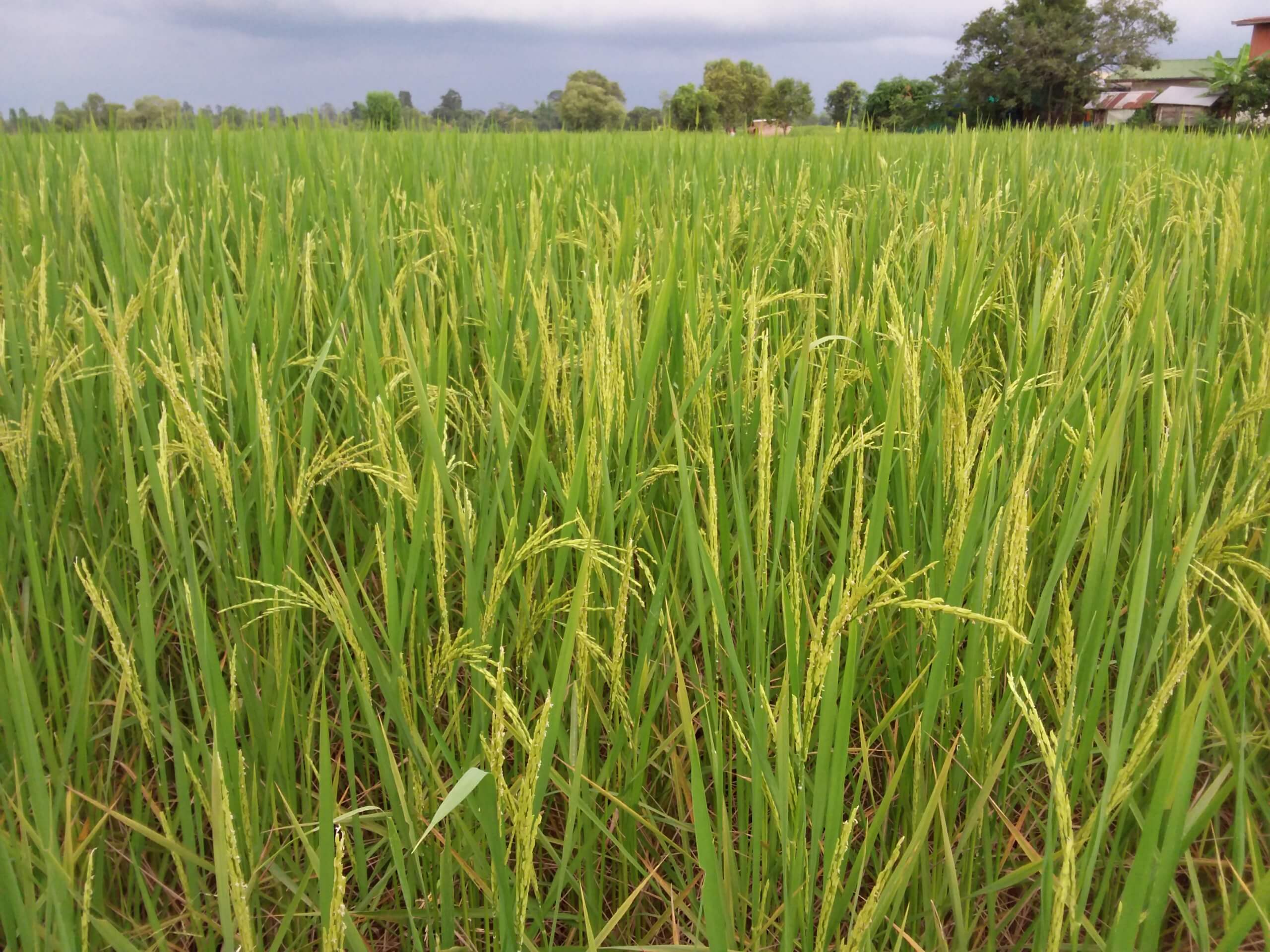 Reisfeld mit Jasminreis in Thailand kurz vor der Reife und Ernte