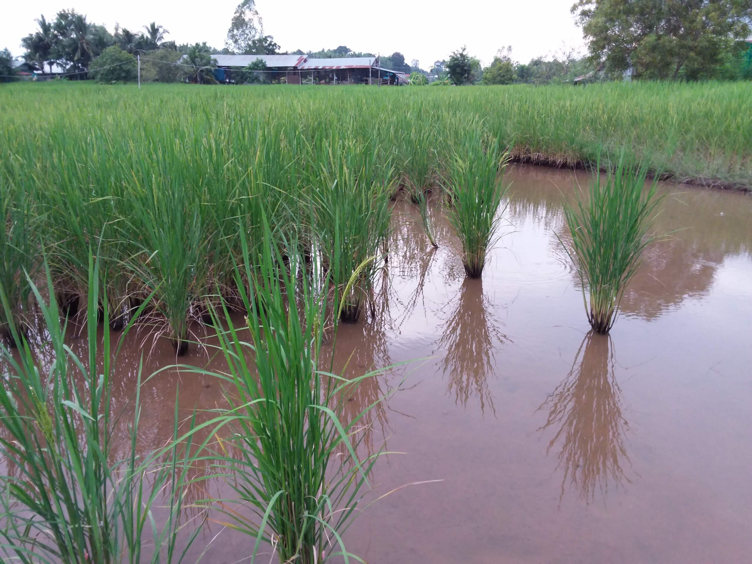Reisfeld mit Jasminreis in Thailand mit stehendem Wasser während der Regenzeit