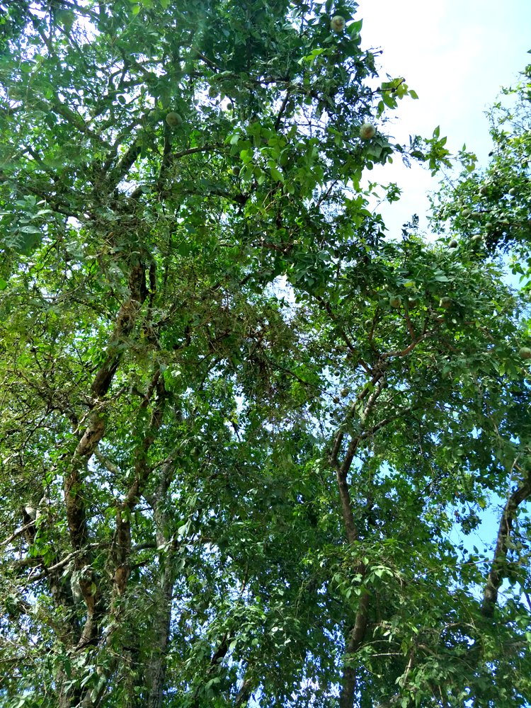 Matum Baum in Thailand