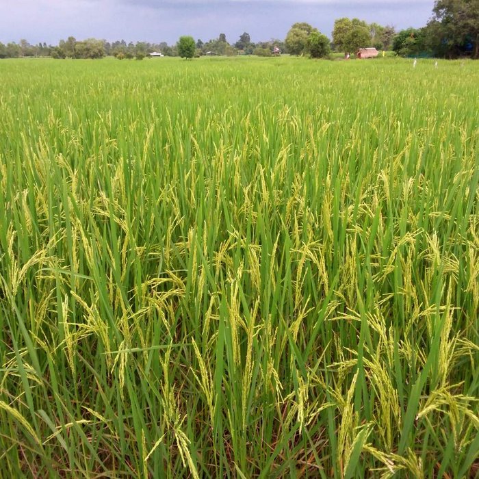 Reisfeld in Zentral-Thailand kurz vor der Reife