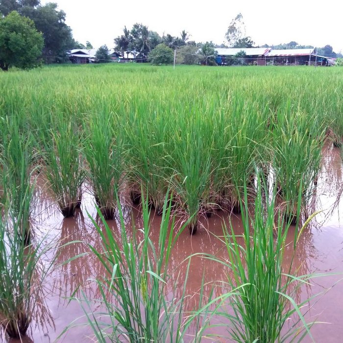Reisfeld in Zentral-Thailand kurz vor der Reife